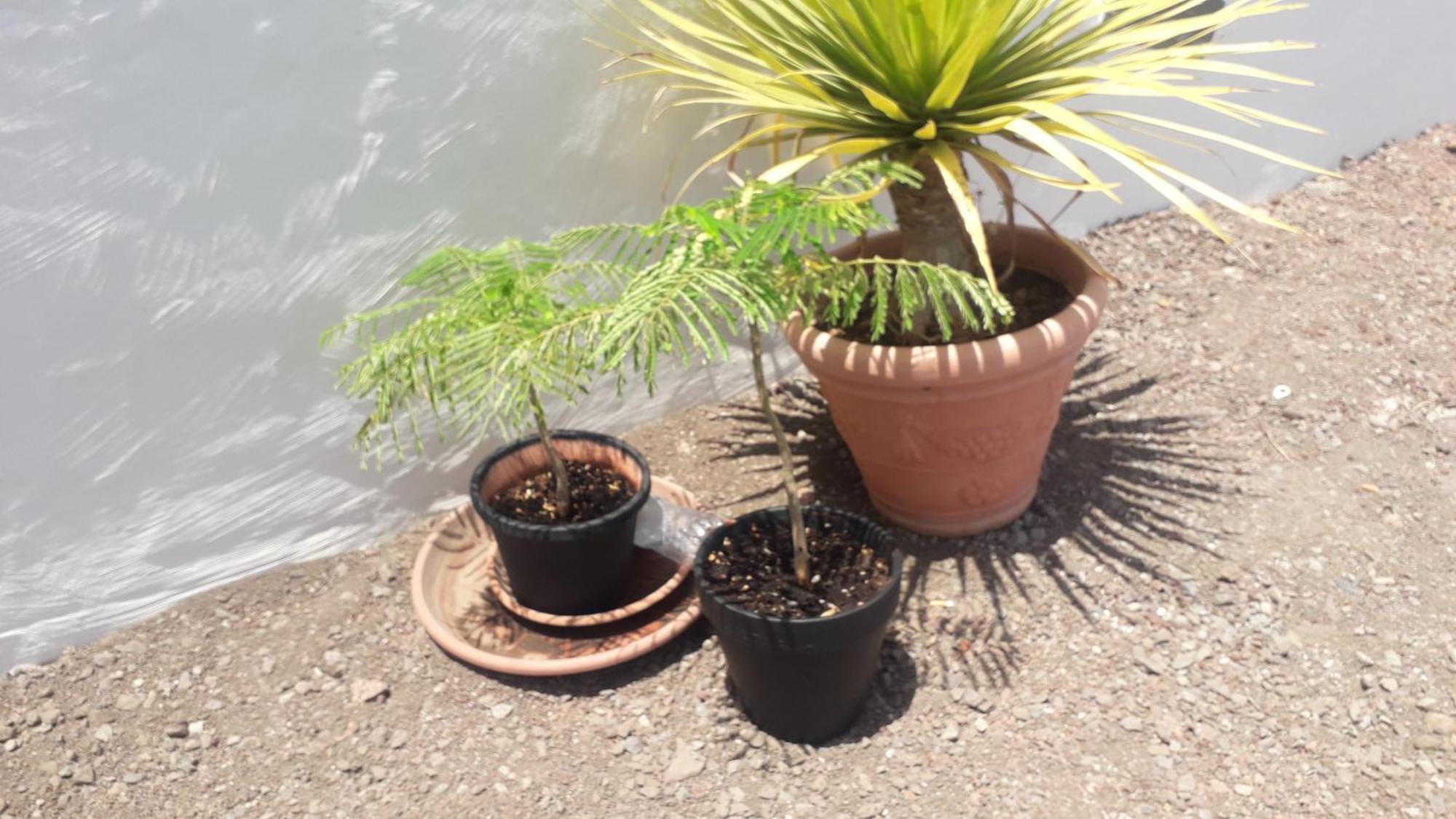 Nueva Casa Rural Piscina Privada 圣克鲁斯-德特内里费 外观 照片